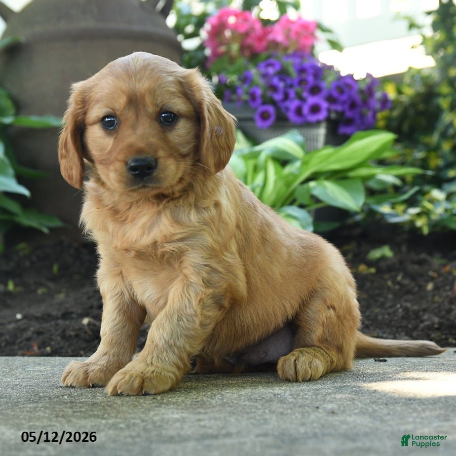 Miniature Golden Retriever dogs Fido - Ad 1