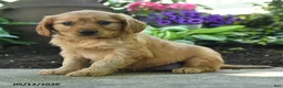 Miniature Golden Retriever dogs for sale: Fido - Ad 1