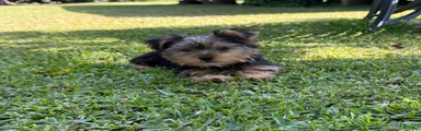 Yorkshire Terrier 1