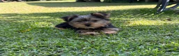 Yorkshire Terrier dogs for sale: Yorkshire Terrier 1 - Ad 1