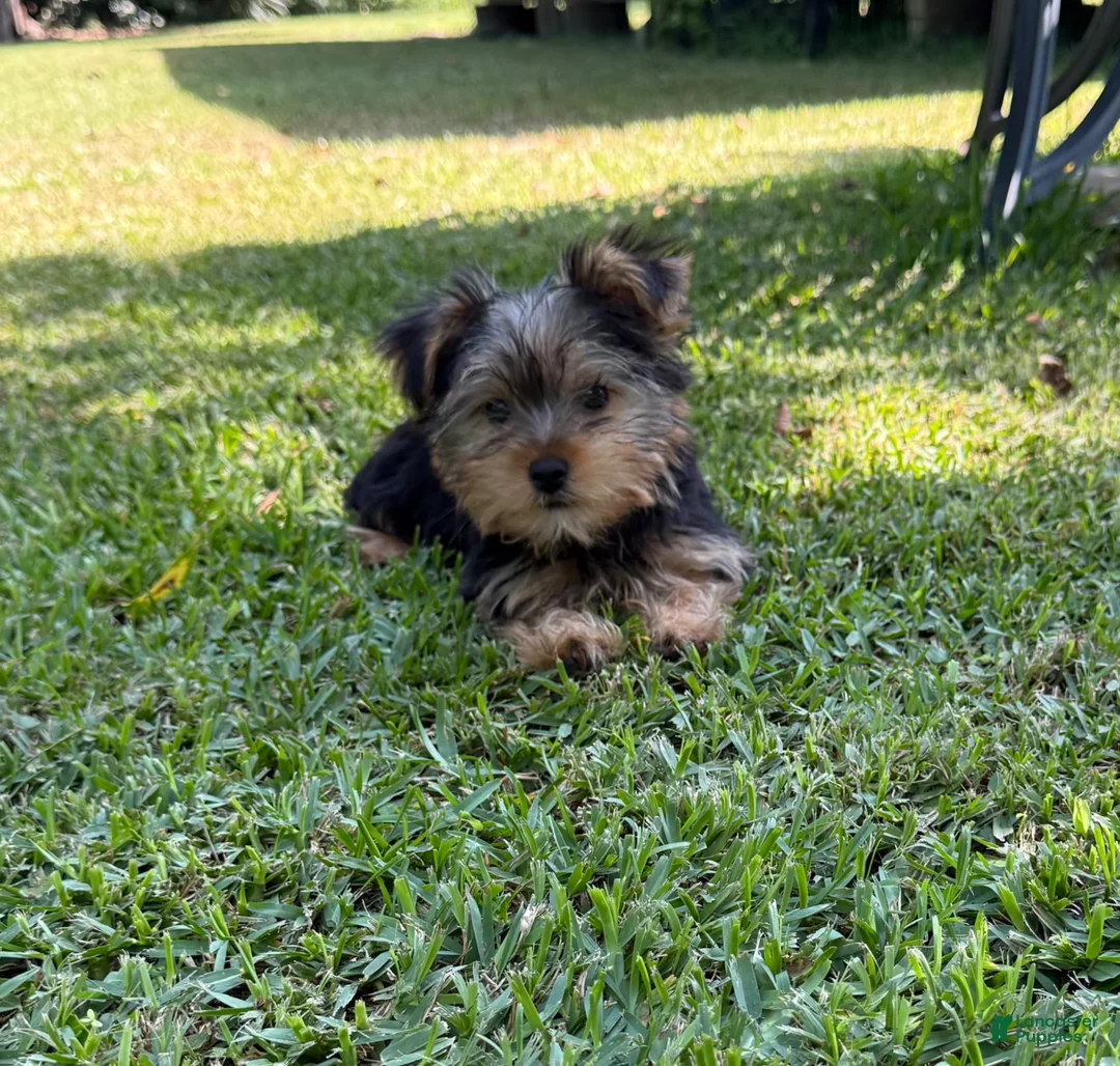 Yorkshire Terrier dogs for sale: Yorkshire Terrier 1 - Ad 1