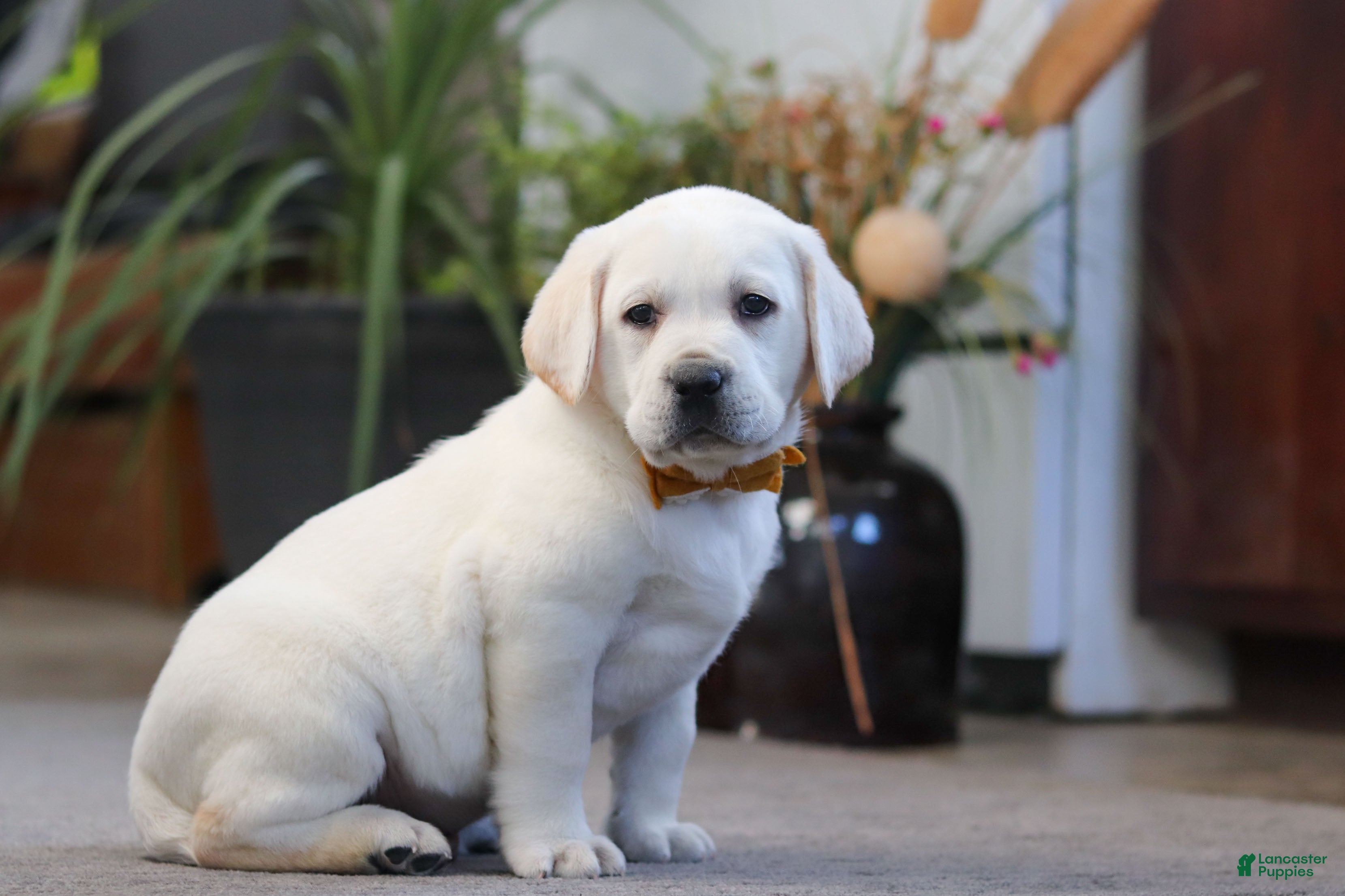 Labrador Retriever dogs Silas - Ad 19