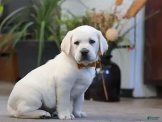 Labrador Retriever dogs Silas - Ad 19