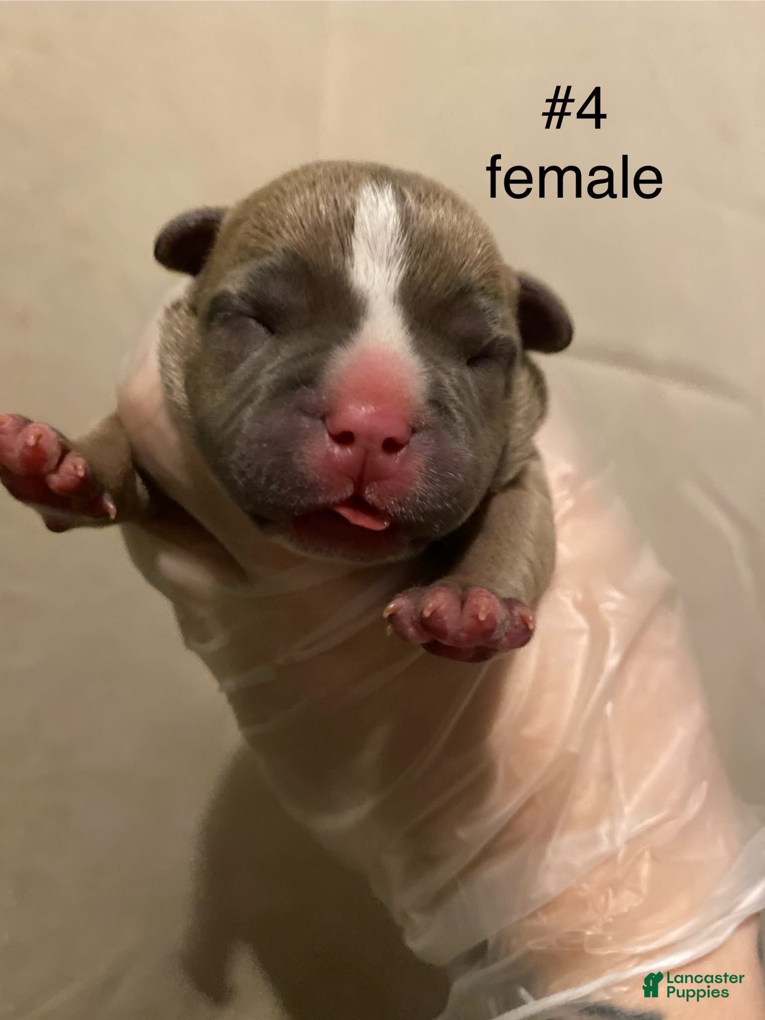 American Bully dogs Dior  - Ad 34