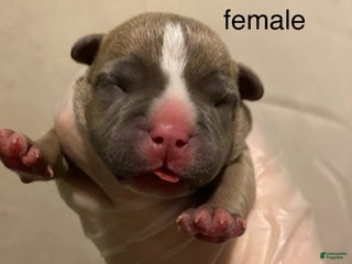 American Bully dogs Dior - Ad 34