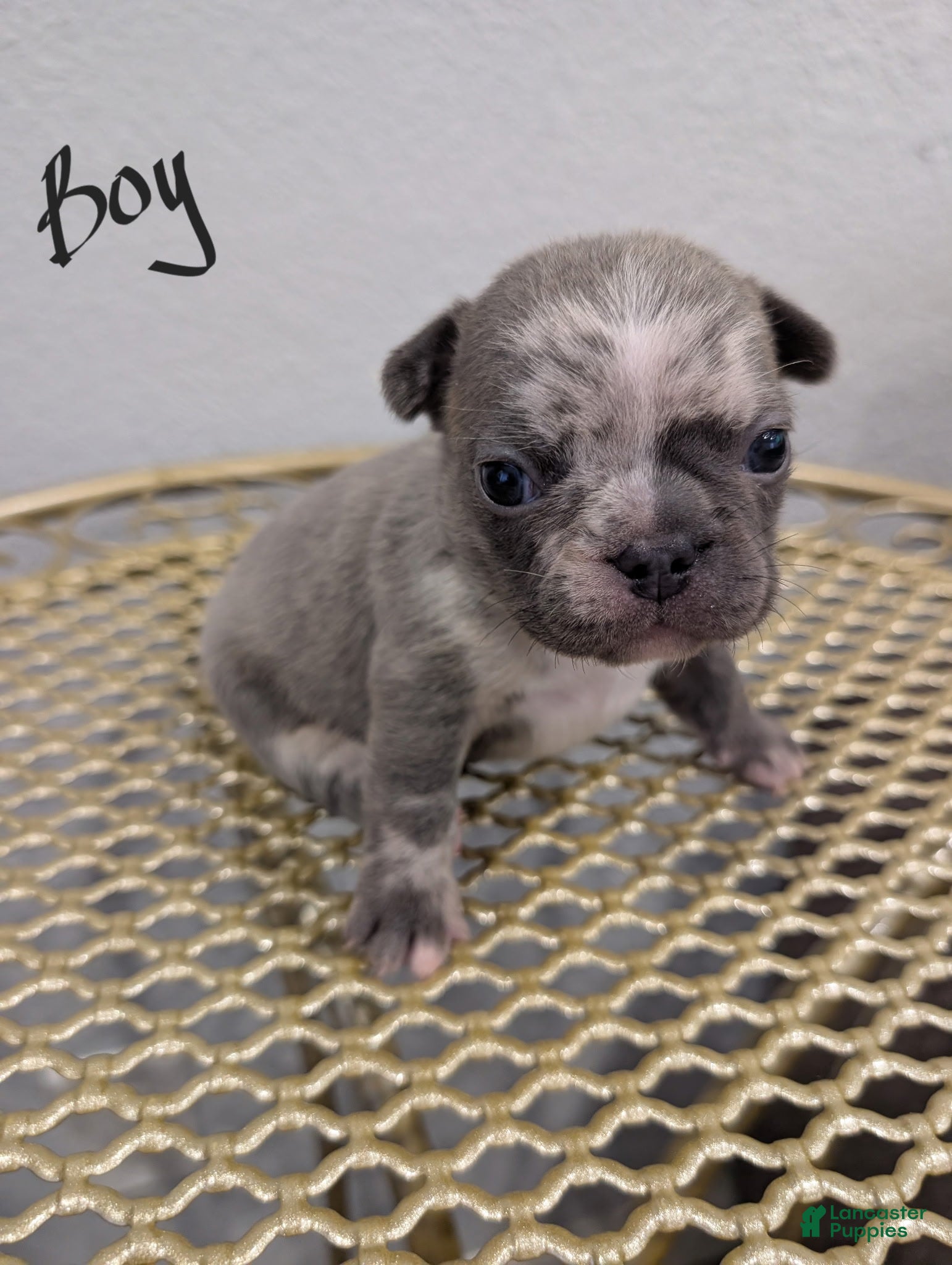 French Bulldog dogs for sale: French Bulldog boy #4 - Ad 4