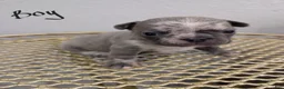 French Bulldog dogs for sale: French Bulldog boy #4 - Ad 1
