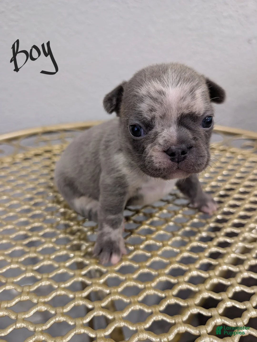 French Bulldog dogs for sale: French Bulldog boy #4 - Ad 1