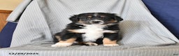 Australian Shepherd dogs for sale: Rover - Ad 1