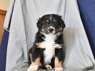 Australian Shepherd dogs Rover - Ad 31