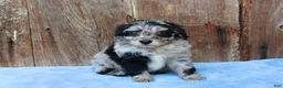 Aussiedoodle dogs for sale: Chrissy - Ad 4