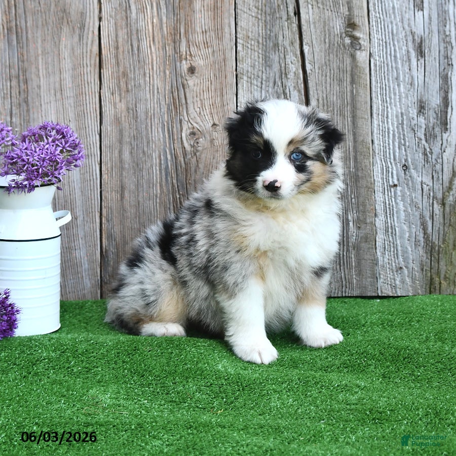 Miniature Australian Shepherd dogs for sale: Raine - Ad 1