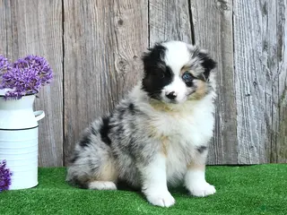 Miniature Australian Shepherd dogs for sale: Raine - Ad 3