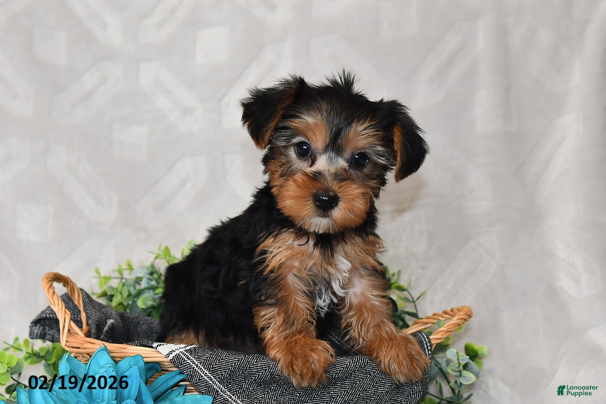 Yorkshire Terrier dogs Avery - Ad 1