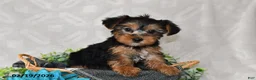 Yorkshire Terrier dogs for sale: Avery - Ad 1