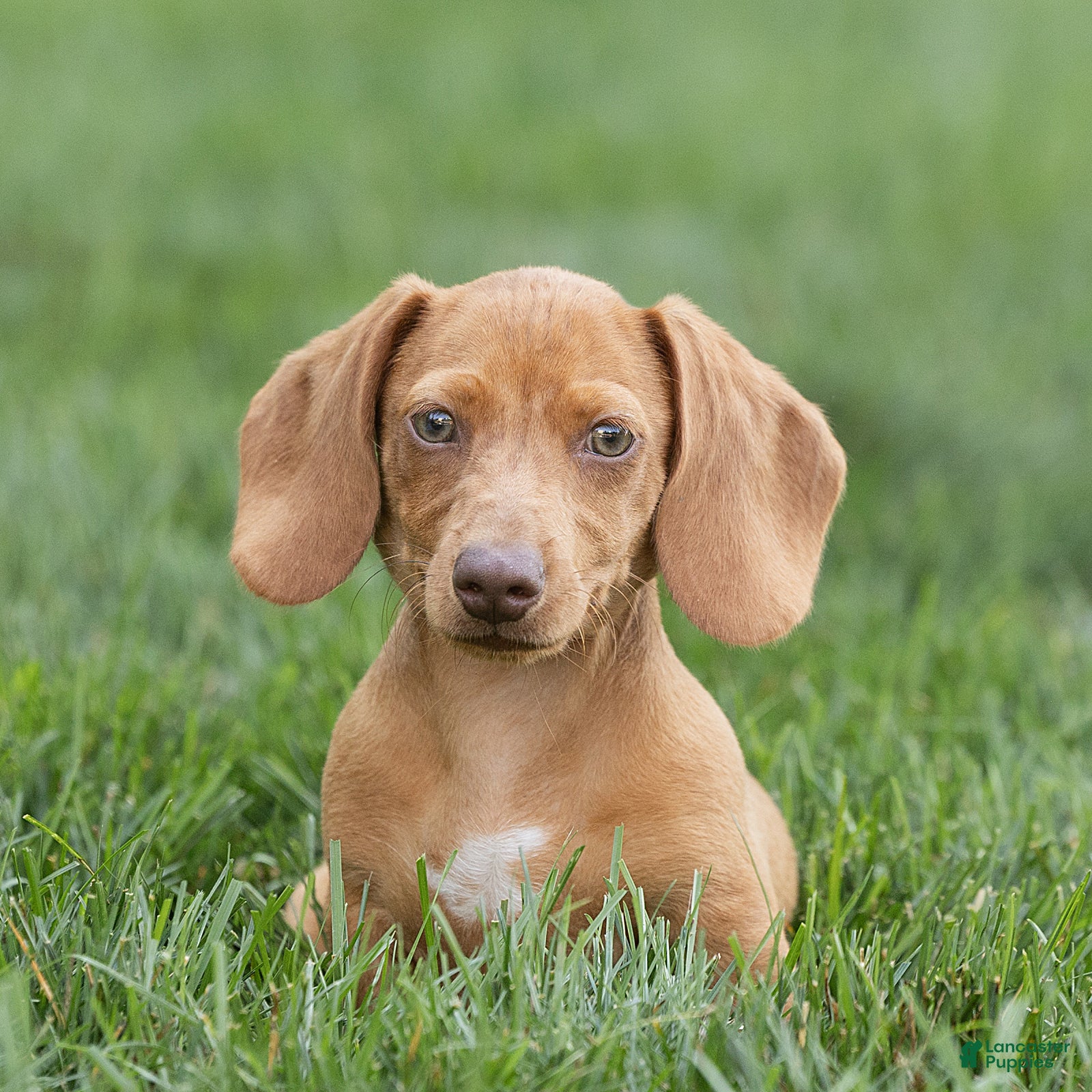 Miniature Dachshund dogs Mylan Miniature Dachshund  - Ad 1