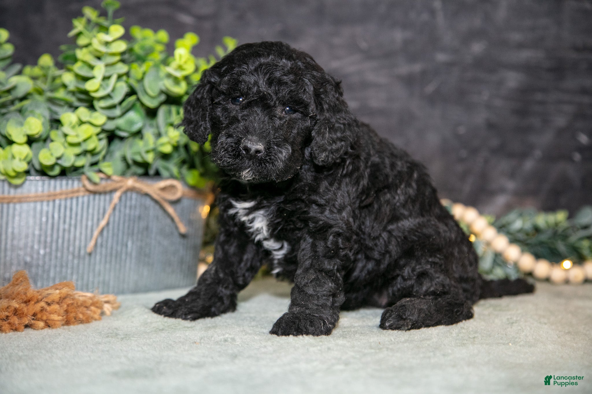 Miniature Poodle dogs Kami - Ad 2