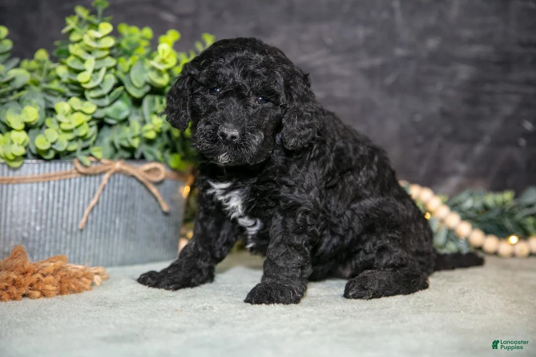 Miniature Poodle dogs for sale: Kami - Ad 2