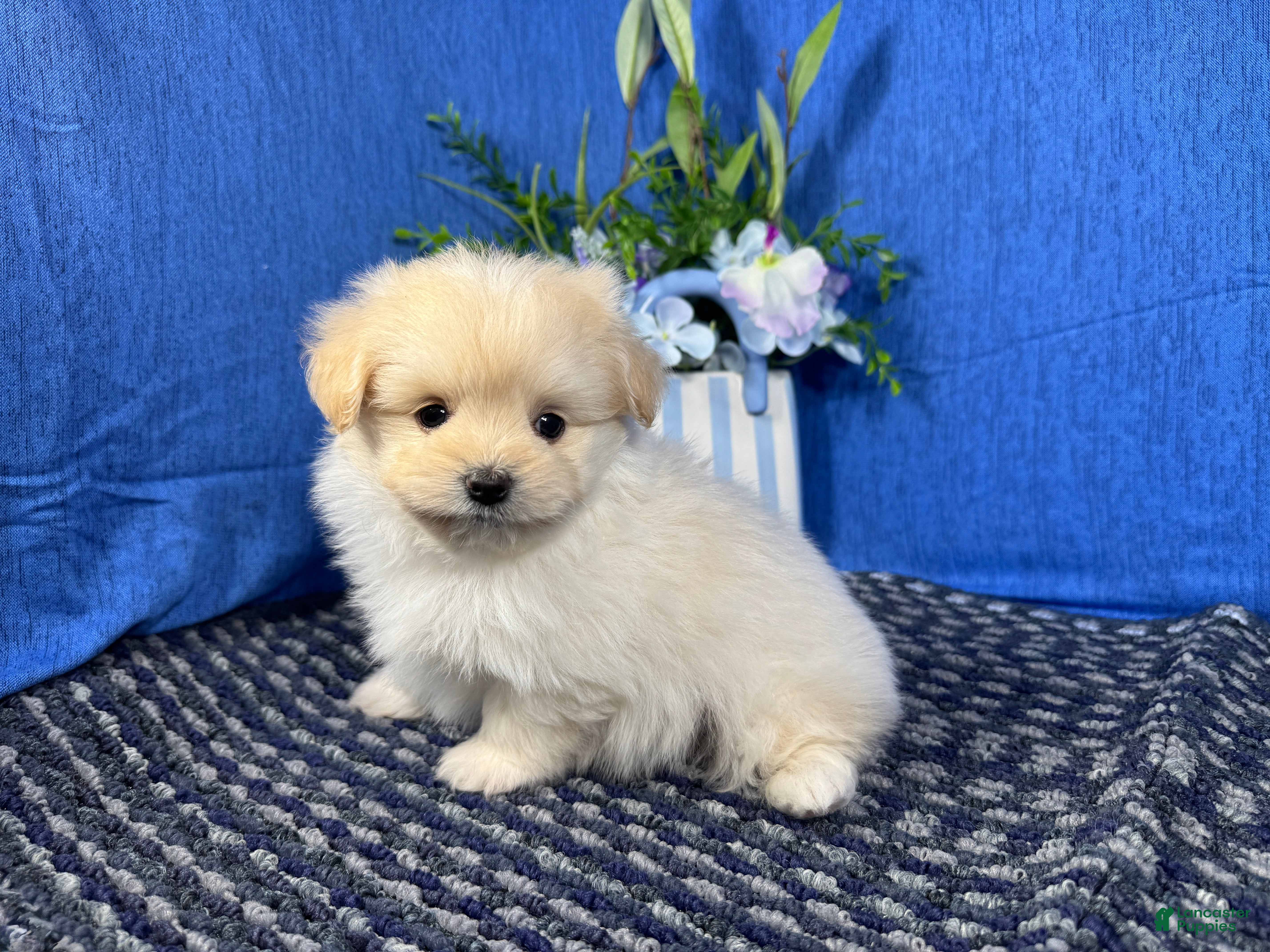 Pomapoo dogs Pomapoo 2 - Ad 30