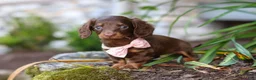 Miniature Dachshund dogs for sale: Stella - Ad 5