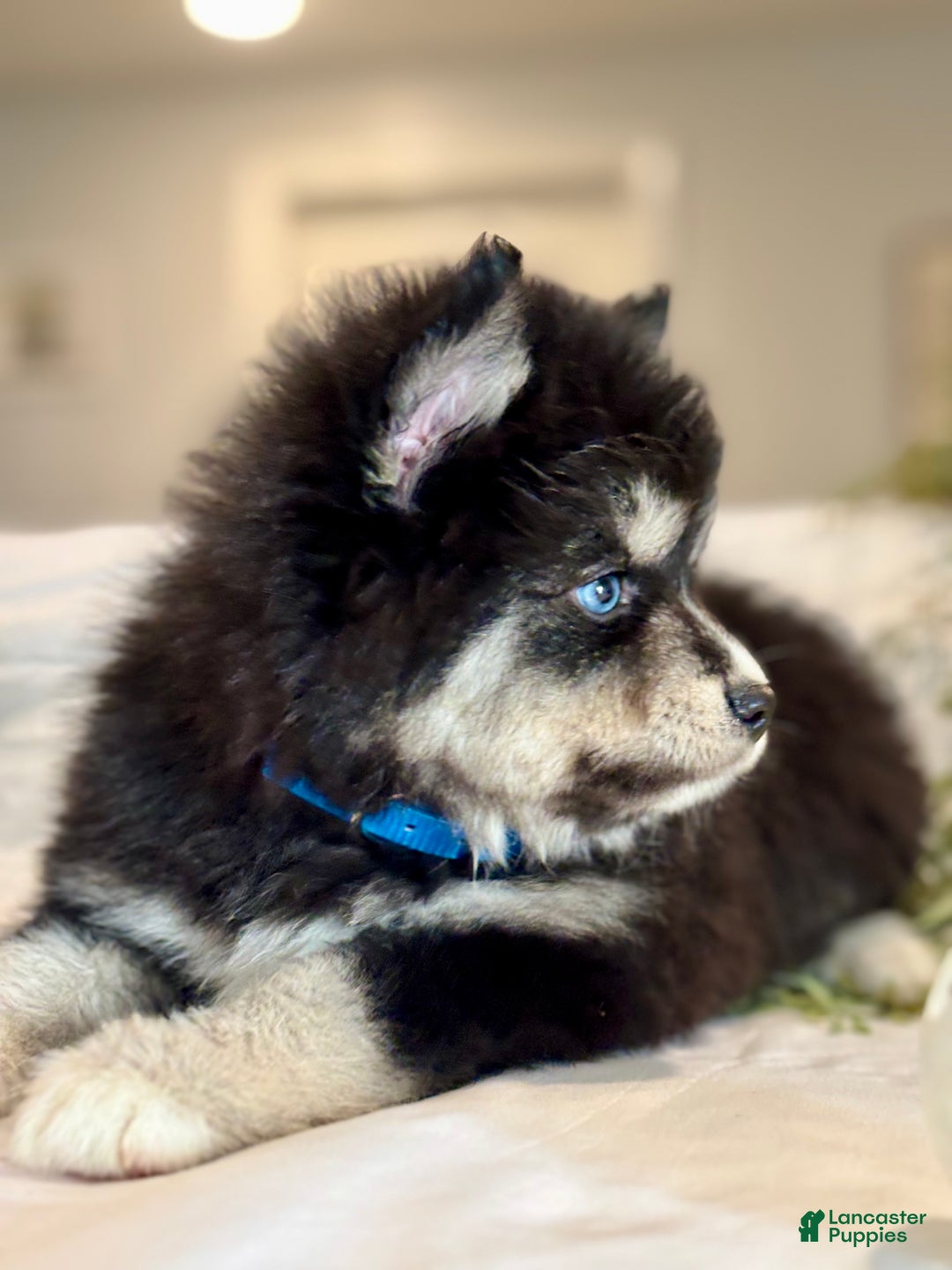 Pomsky dogs for sale: Flicker  Pomsky Puppy 2 - Ad 6