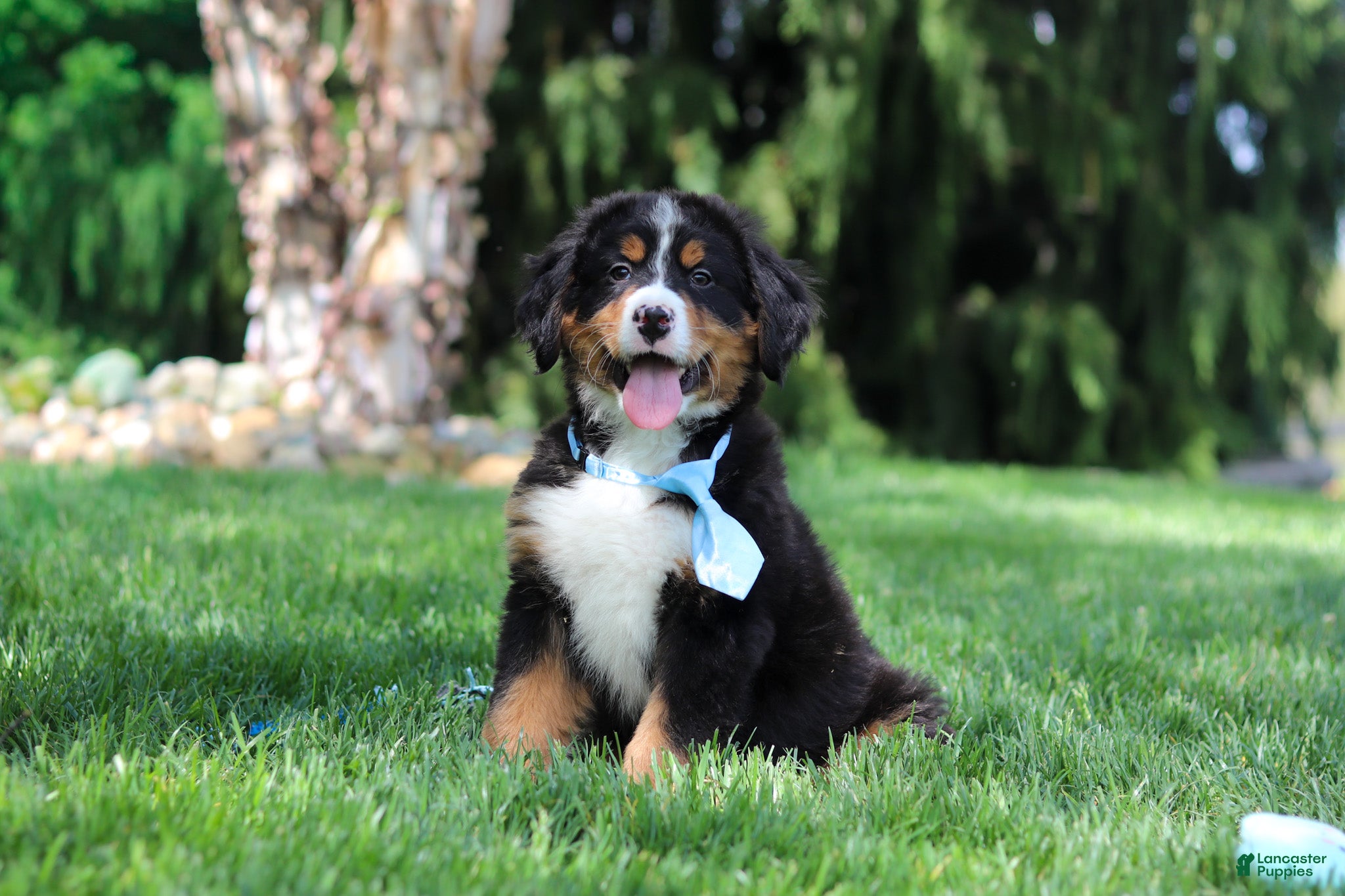 Bernese Mountain Dog dogs Champ - Ad 2