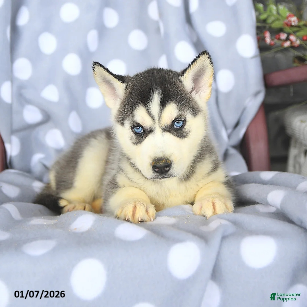Siberian Husky dogs for sale: Bailey - Ad 3