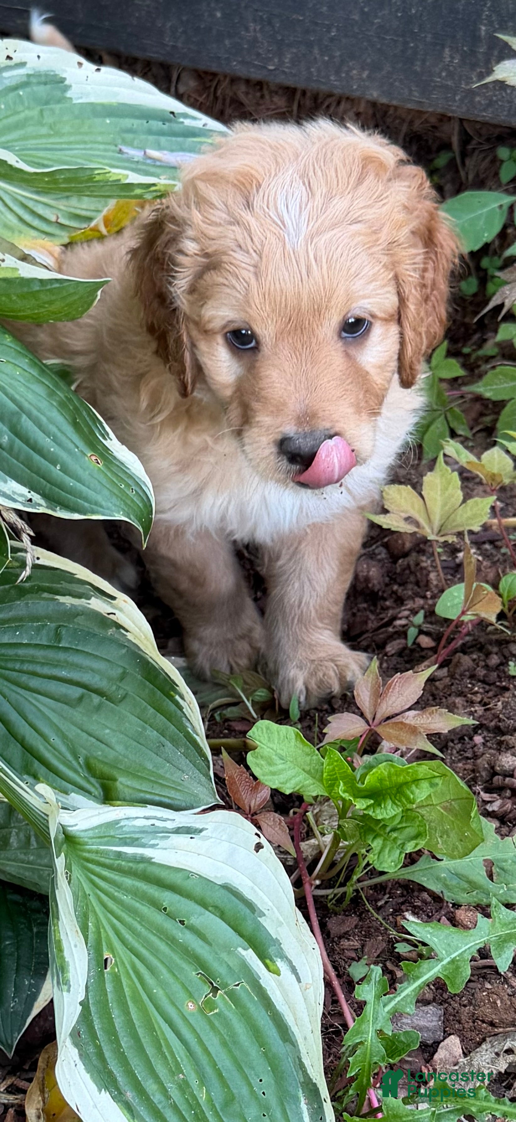 Aussiedoodle dogs Coach - Ad 2