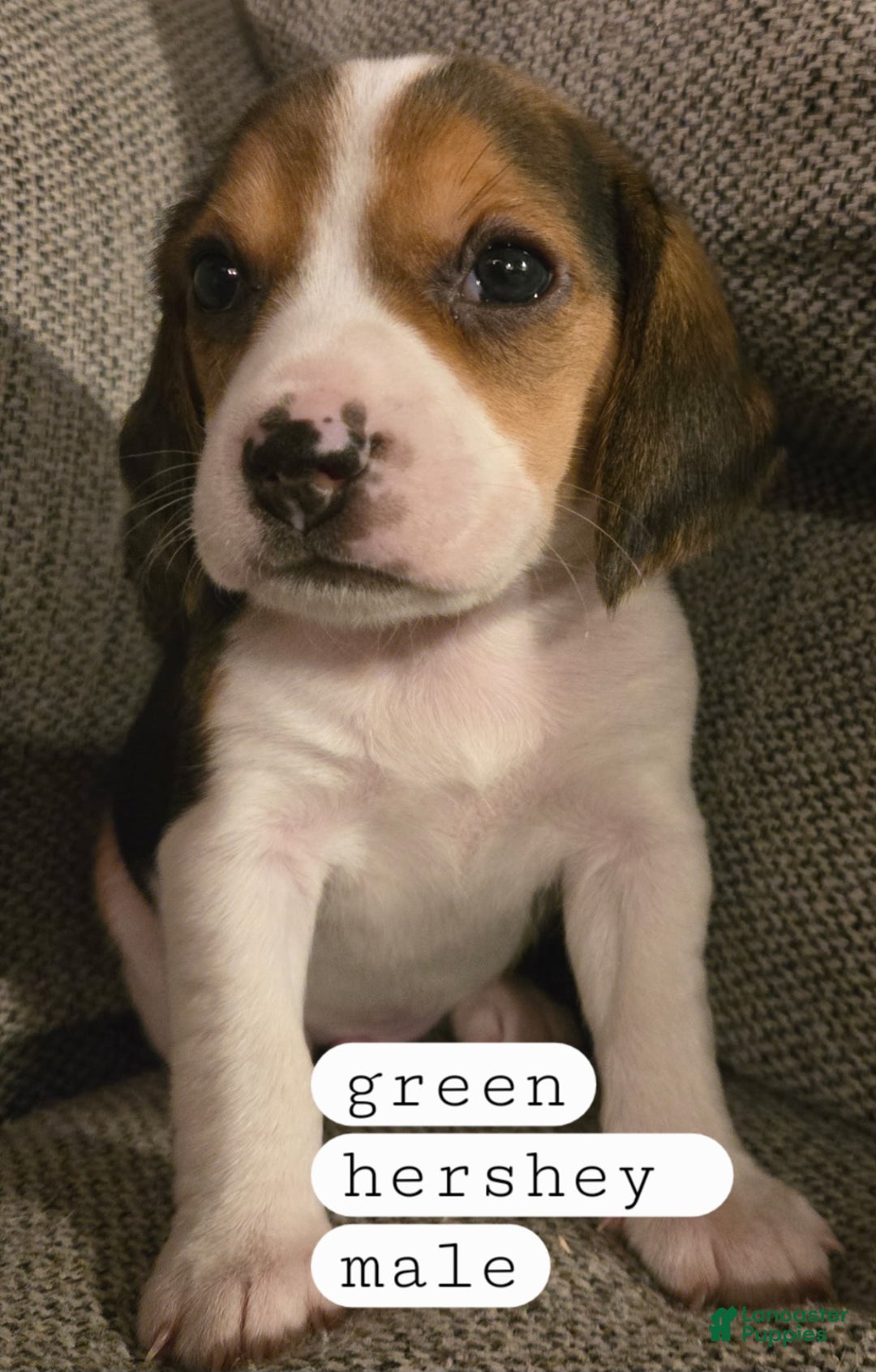 Beagle dogs for sale: Hershey/green - Ad 4