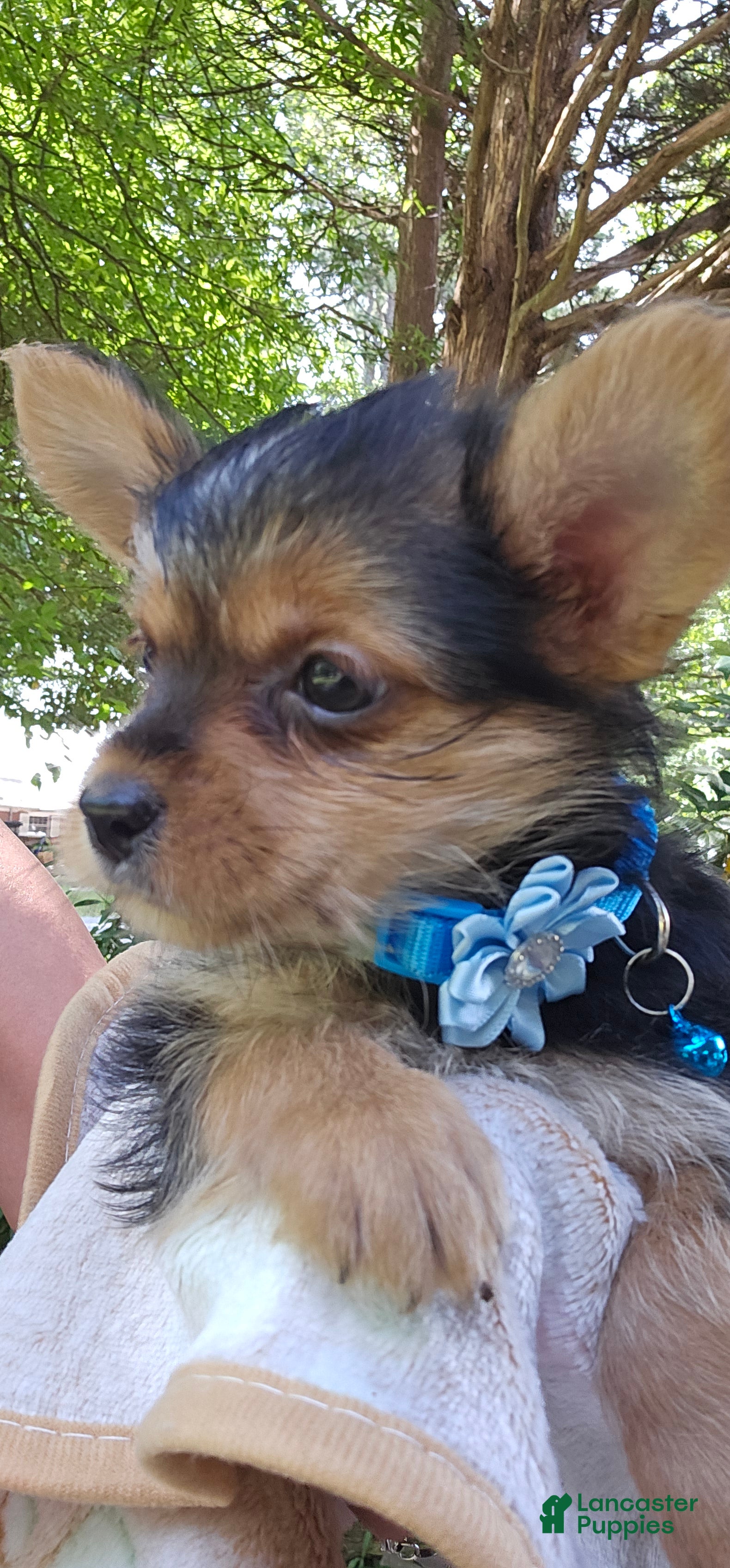 Yorkshire Terrier dogs Mouse CKC - Ad 2