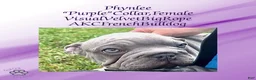 French Bulldog dogs for sale: Phynlee “Purple”Collar, Female - Ad 2