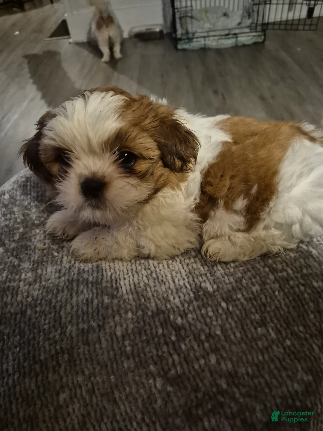 Shih Tzu dogs for sale: Shih Tzu Puppy 1 - Ad 2