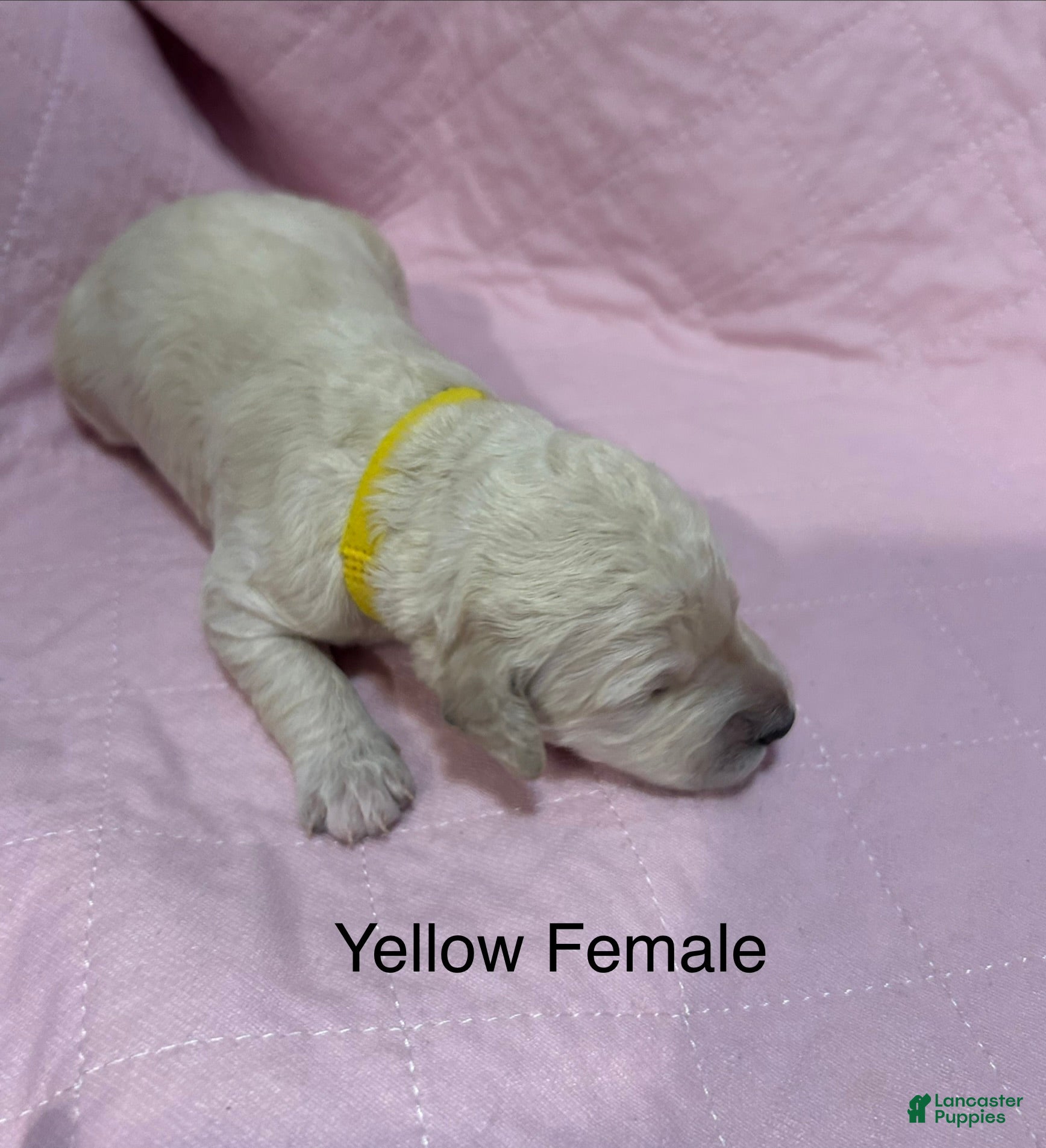 Goldendoodle dogs Yellow Female Goldendoodle  - Ad 17