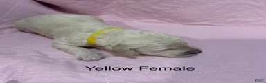 Yellow Female Goldendoodle 