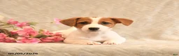 Jack Russell Terrier dogs for sale: Rosie - Ad 4
