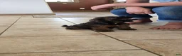 Cockapoo dogs for sale: Harry - Ad 5