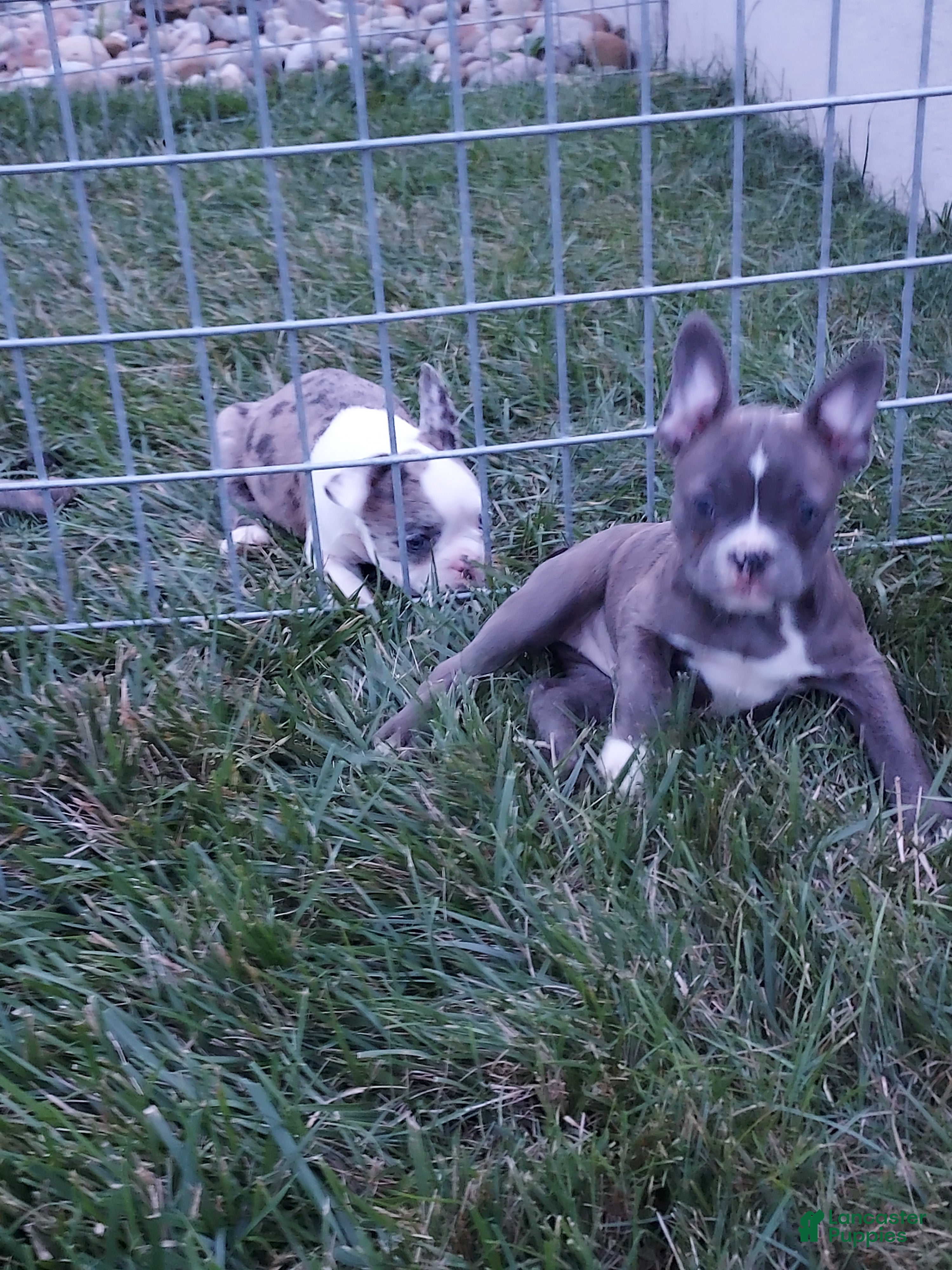 Frenchton dogs Tessa - Ad 2