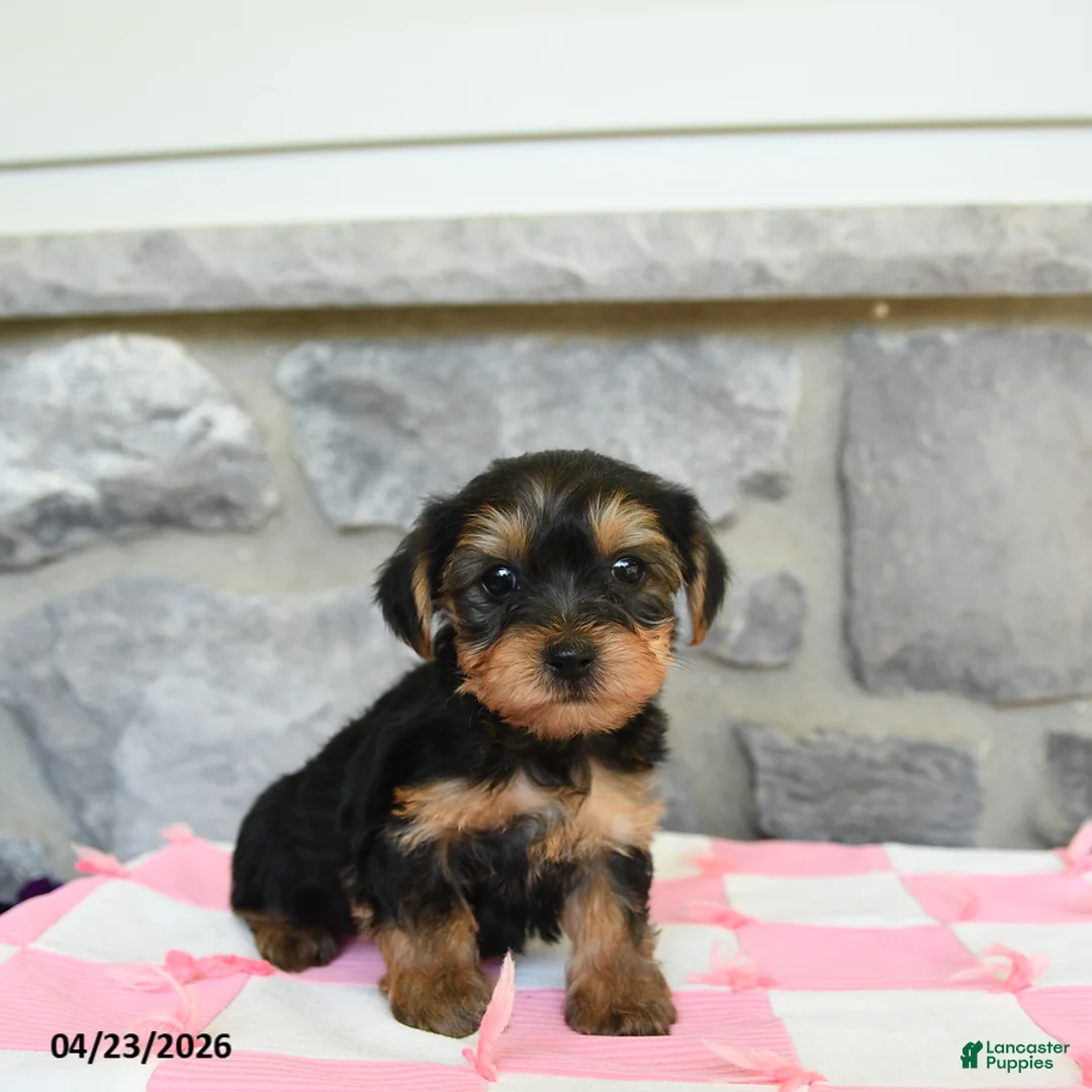 Yorkshire Terrier dogs for sale: Tess - Ad 1