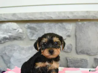 Yorkshire Terrier dogs for sale: Tess - Ad 1