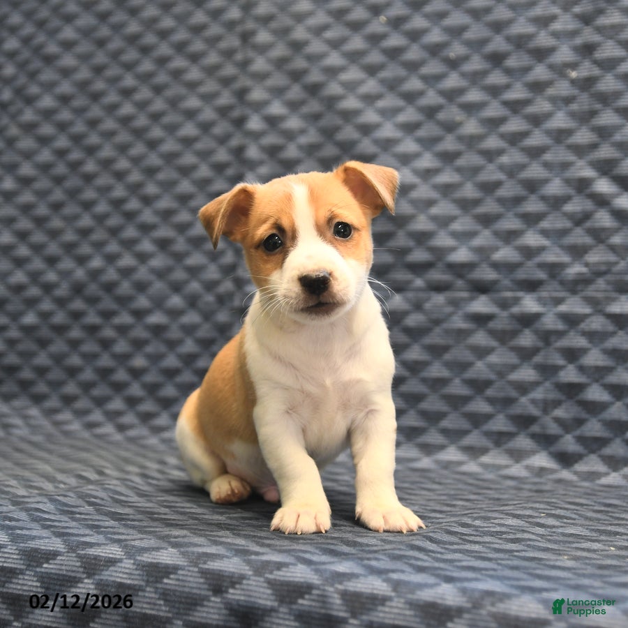 Jack Russell Terrier dogs Norman - Ad 25