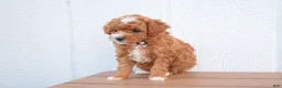 Miniature Poodle dogs for sale: Dixie 💕🐶 - Ad 3