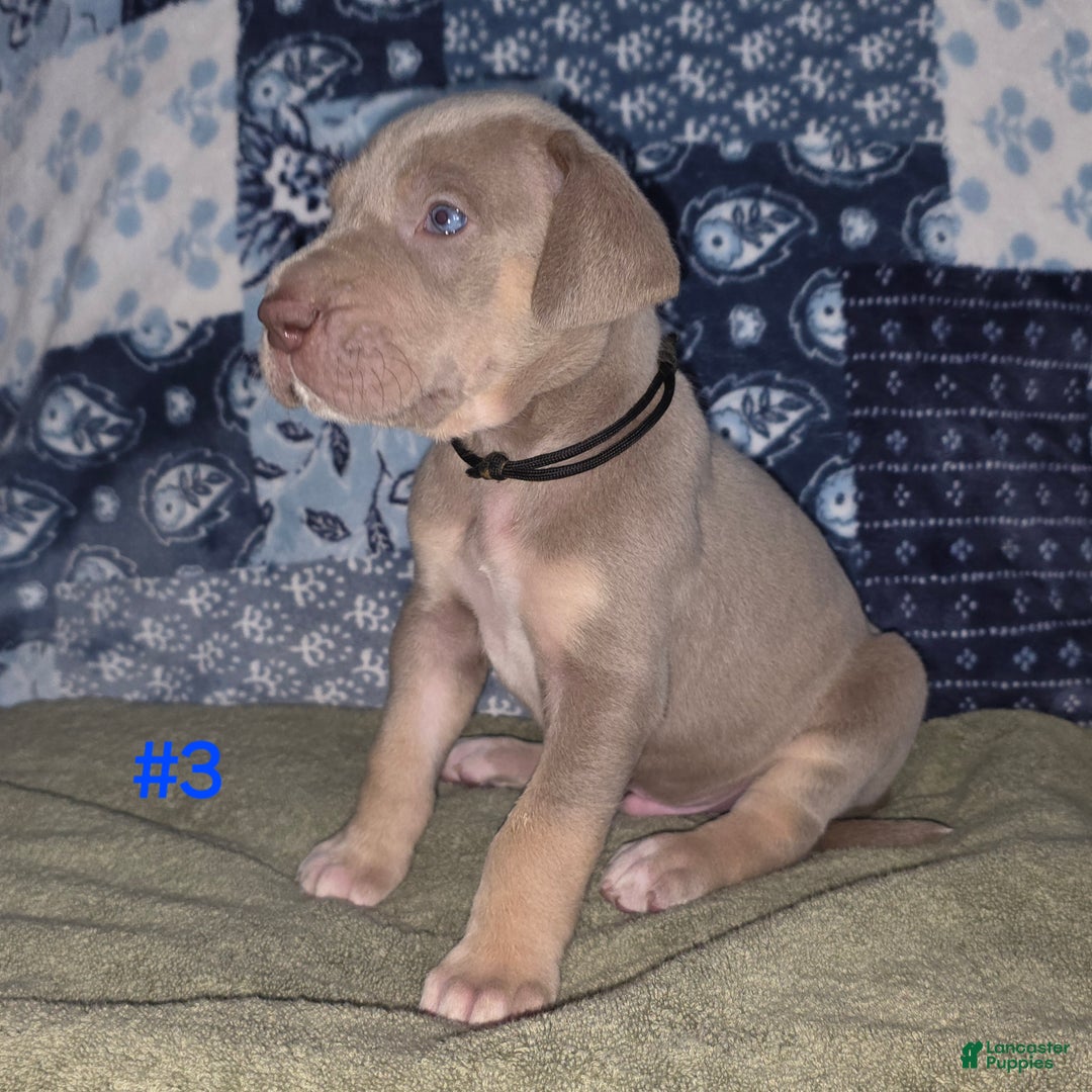 Great Dane dogs for sale: Great Dane Puppy 3 - Ad 2