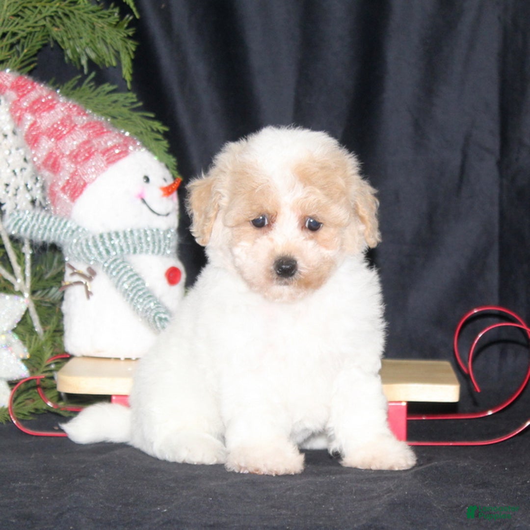 Bichpoo dogs for sale: Noelle - Ad 2