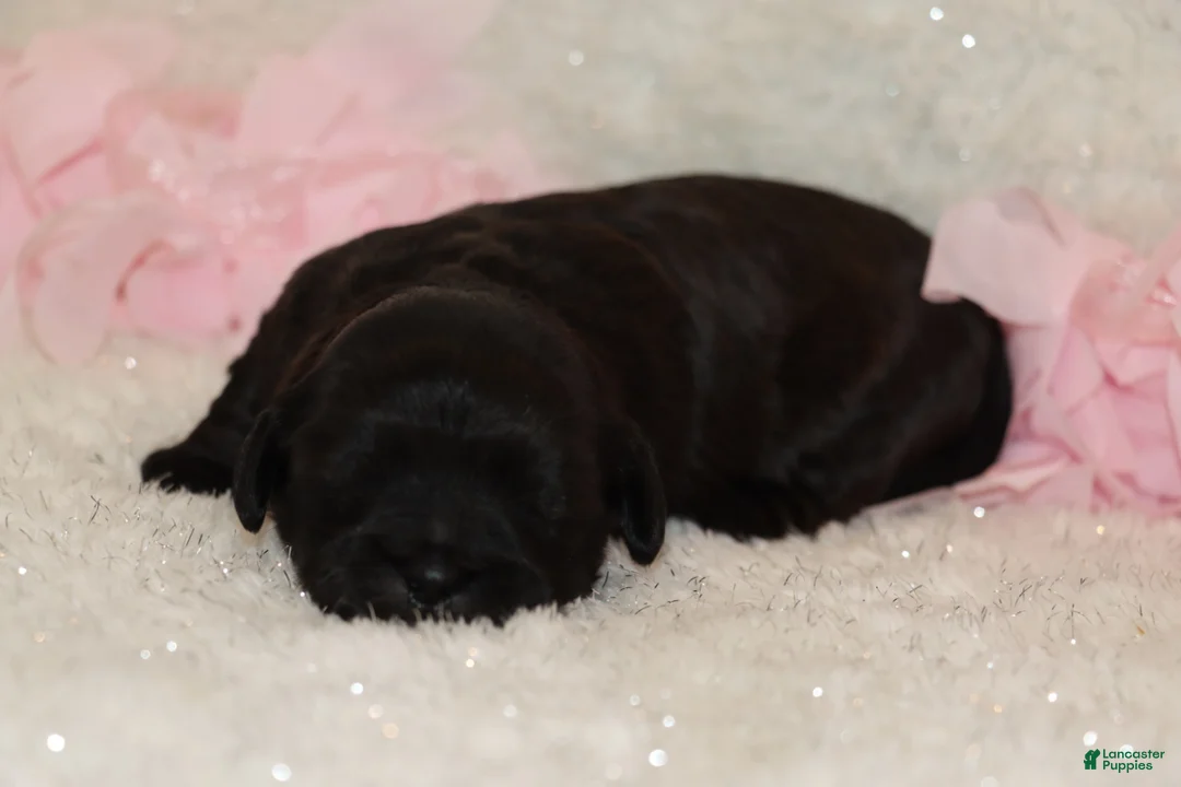 Shihpoo dogs for sale: Carry - Ad 3