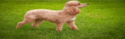 Miniature Poodle dogs for sale: Harriet Miniature Poodle  - Ad 2