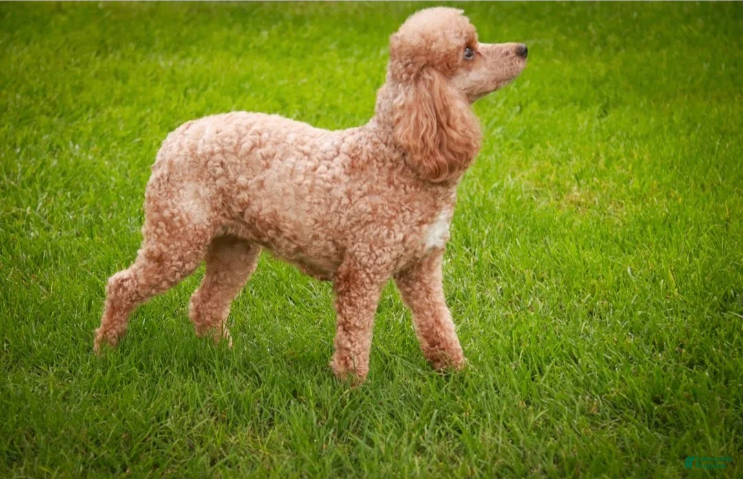 Miniature Poodle dogs for sale: Harriet Miniature Poodle  - Ad 2