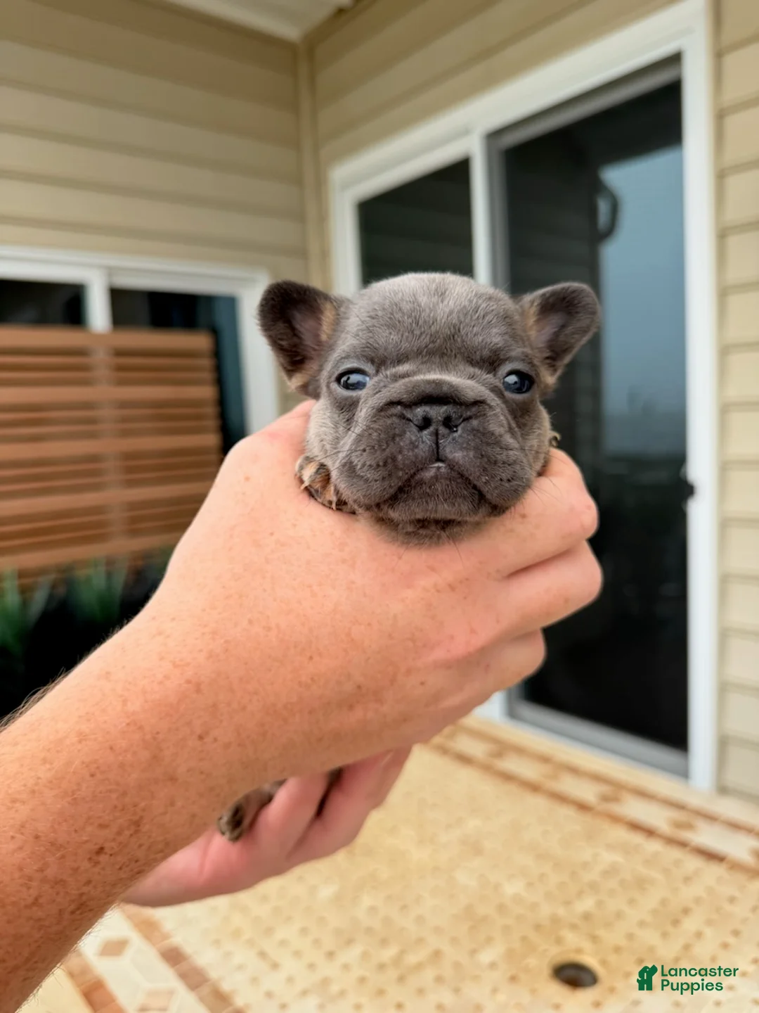 French Bulldog dogs for sale: Penny - Ad 1