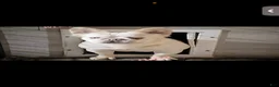 French Bulldog dogs for sale: Bernie MacK - Ad 8