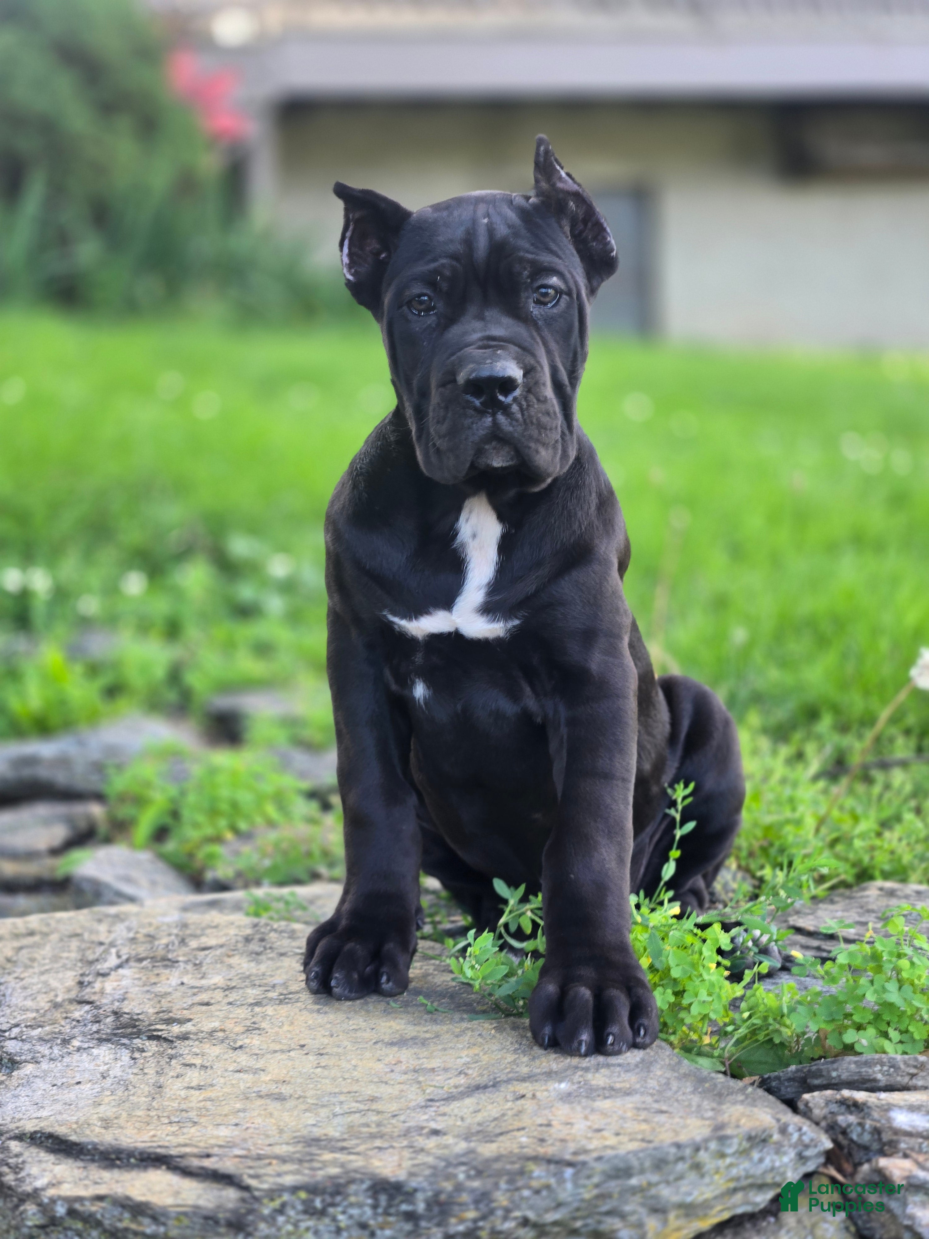 Cane Corso dogs Brigid - Ad 1