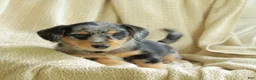 Mixed Breed dogs for sale: Oreo - Ad 5